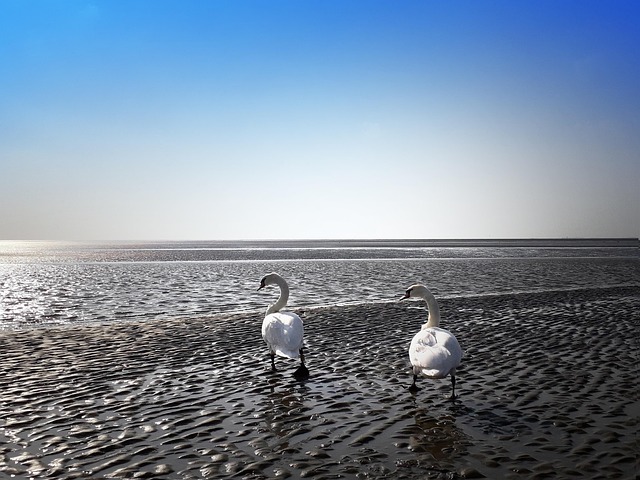 Schwan, Meer, Strand, Vögel