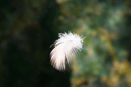 Free Feather Down photo and picture