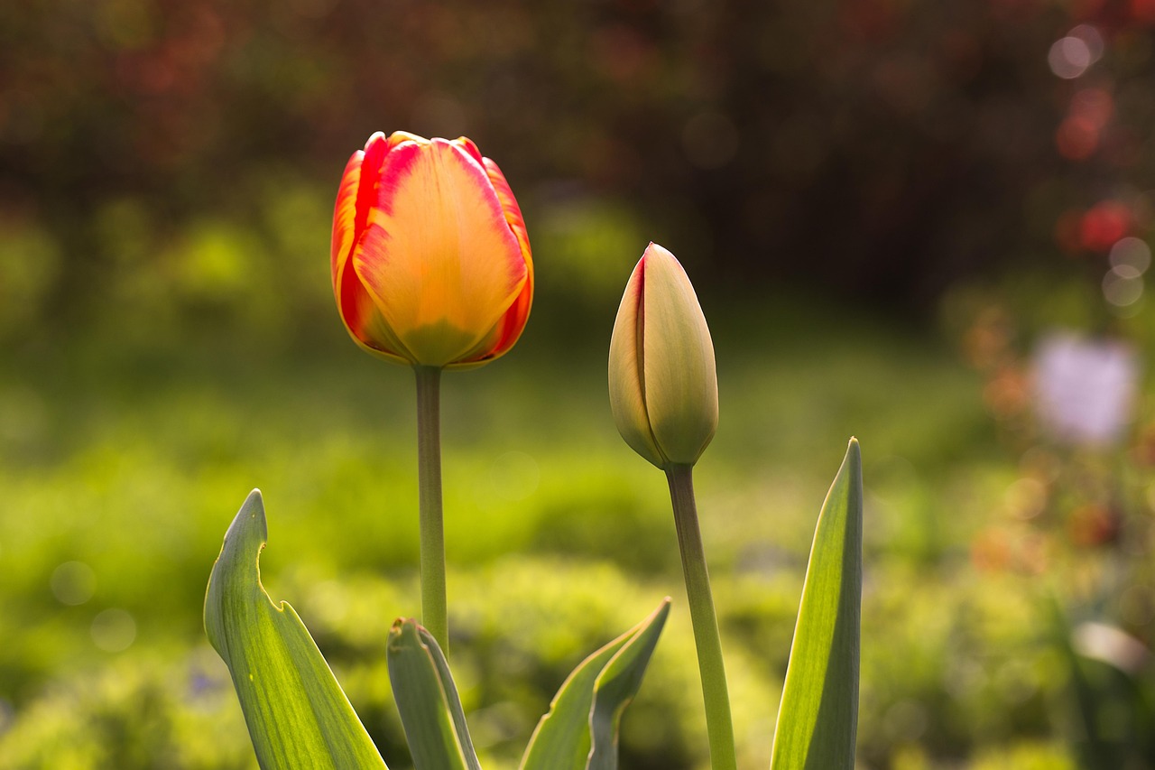 Tulips Colors Bloom Free photo on Pixabay Pixabay