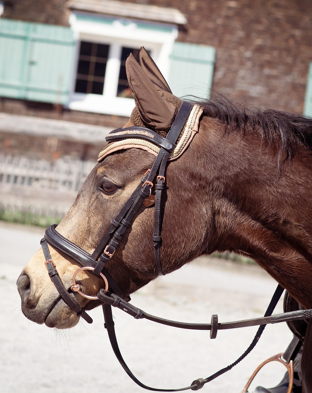 Tête de poney blanc triste bouchent | Photo Premium