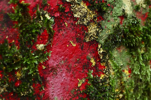 Antecedentes, Musgo, Bosque, Naturaleza