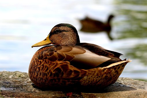 Free Duck Mallard photo and picture