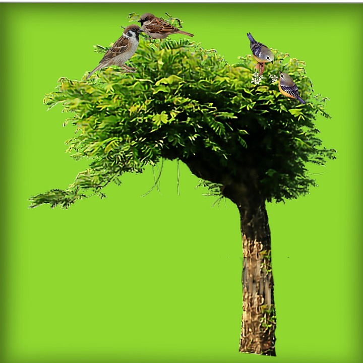 Tree Brids Natural - Free photo on Pixabay - Pixabay