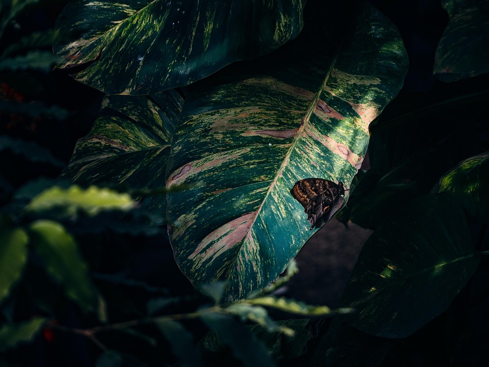 Spring Papillon Light Spring Papillon - Photo gratuite sur Pixabay - Pixabay