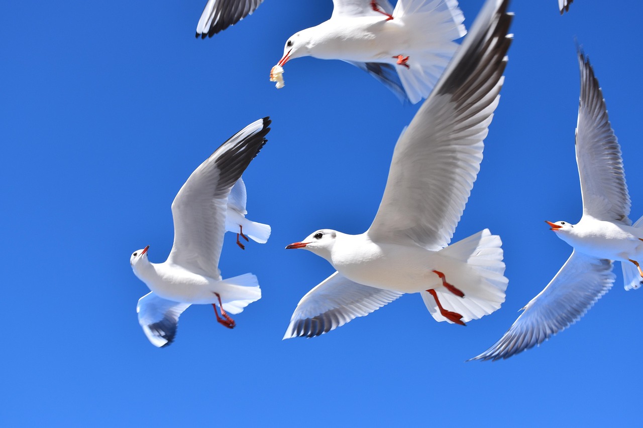 カモメ 鳥 自然 - Pixabayの無料写真 - Pixabay