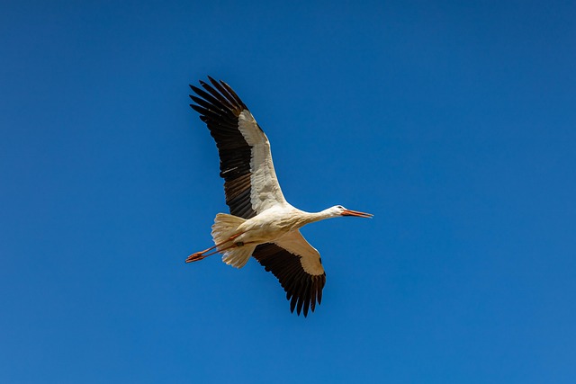 Free Stork Bird photo and picture