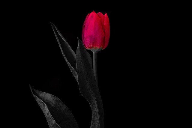 Free Tulip Flower photo and picture
