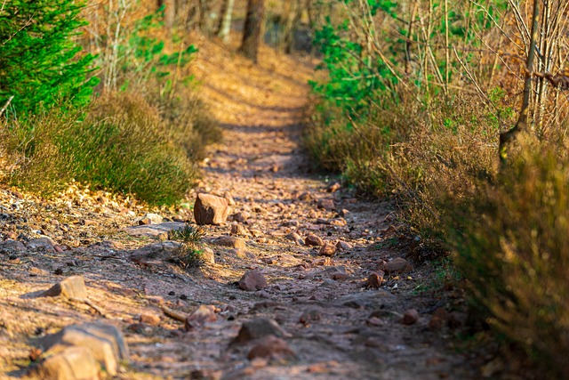 Free Path Forest photo and picture
