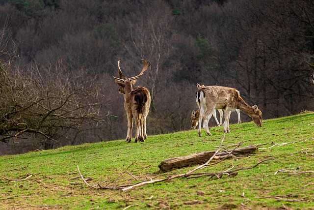Free Fallow Deer Animals photo and picture