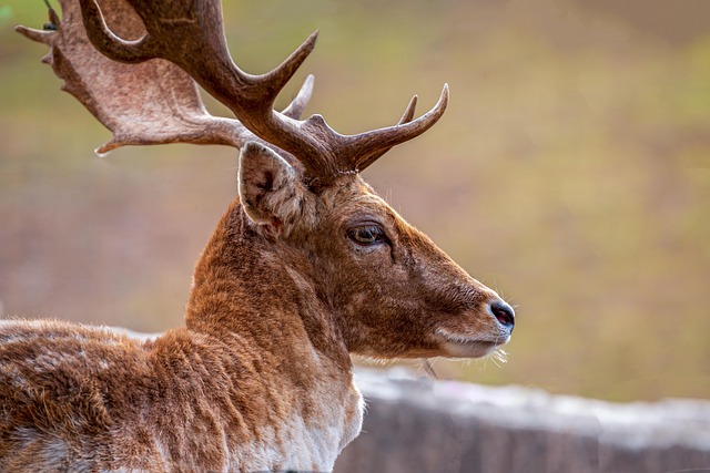 Free Fallow Deer Animal photo and picture