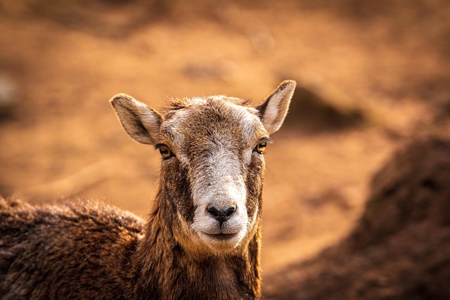 Free Sheep Animal photo and picture