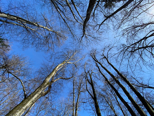 Free Heaven Trees photo and picture