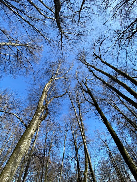 Free Heaven Trees photo and picture