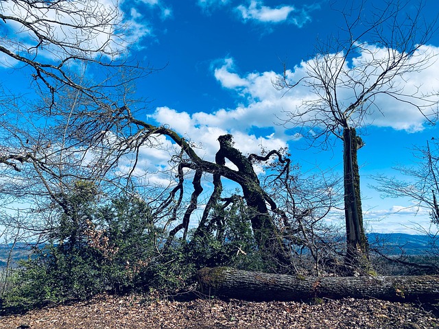 Free Tree Transience photo and picture