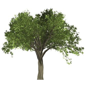 Baum, Geäst, Blätter, Grün, Laub, Natur