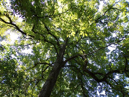 Free Trees Height photo and picture