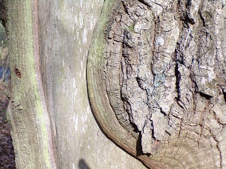 Free Bark Trees photo and picture