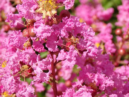 Free Flowers Pink photo and picture