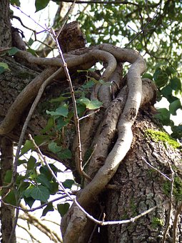 Free Bark Tree photo and picture