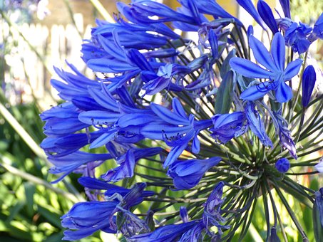 Free Blue Flower photo and picture