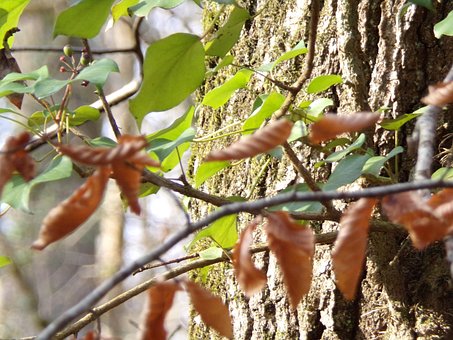 Free Forest Fall photo and picture