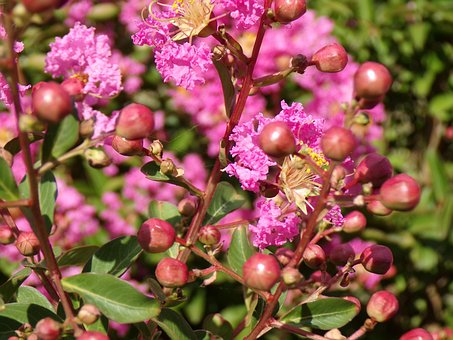 Free Flora Flowers photo and picture