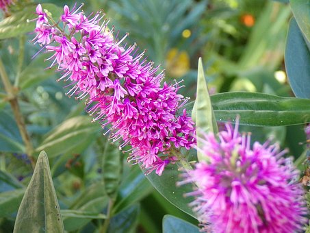 Flora, Flores, Naturaleza, Primavera