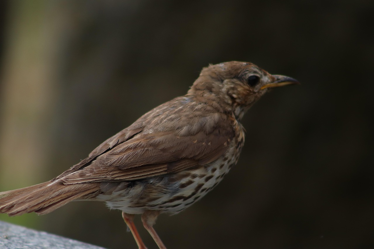 Gefieder An Der Rückenpartie Von Vögel