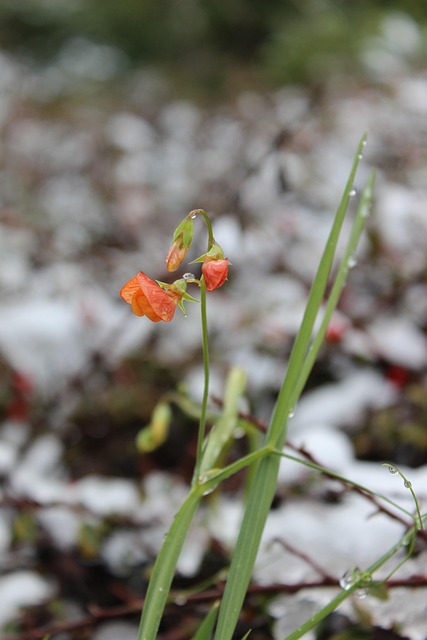Natur, Schnee, Regen, Kalt, Winter