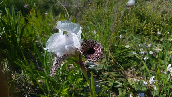 Iris, Natur, Iris Blume, Blüte, Blume