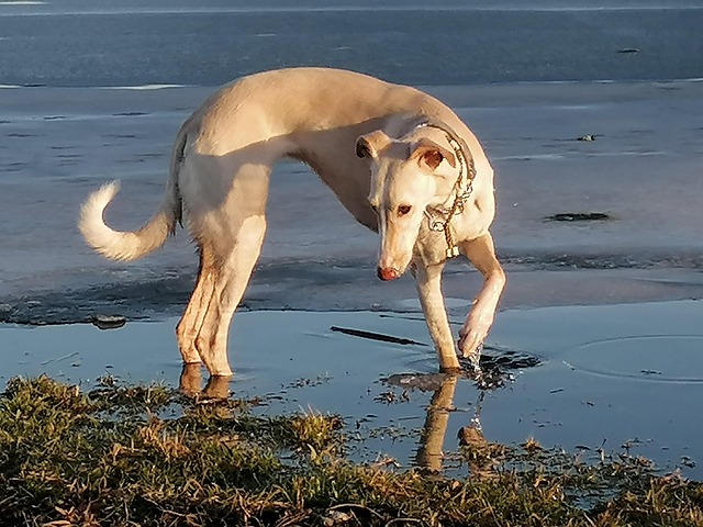 5+ Free Hedvábný Windsprite & Dog Images - Pixabay