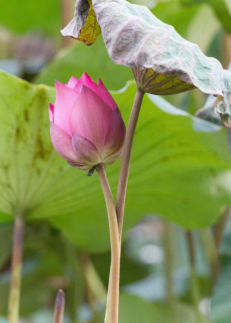 花 莲花 种子 - Pixabay上的免费照片 - Pixabay