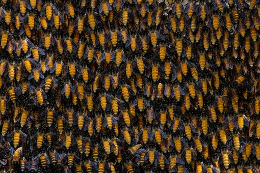 Free Bee Beehive photo and picture