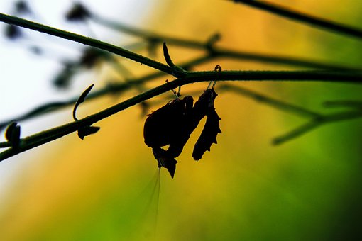 Free Praying Mantis Insect photo and picture