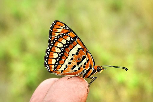 Free Spotted Joker Butterfly Butterfly photo and picture