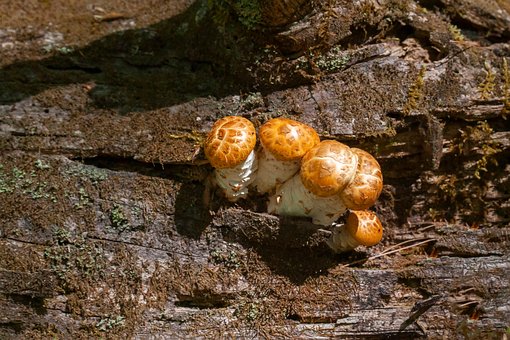 Free Mushroom Forest photo and picture