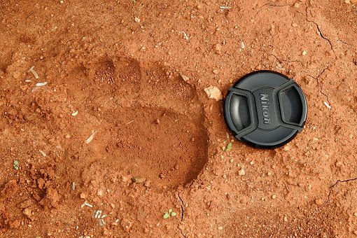 Free Nikon Lens Cap Bear Paw photo and picture