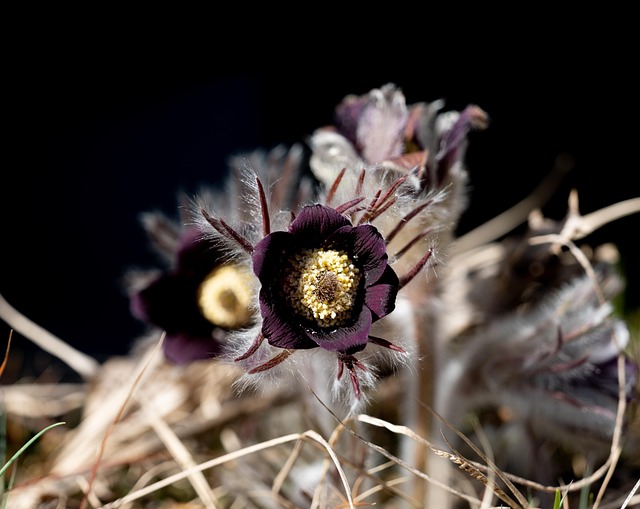 Free Black Pasqueflower Flower photo and picture