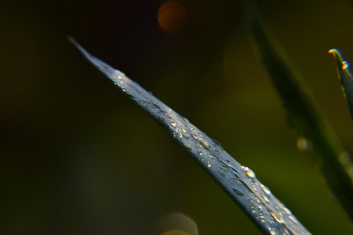 Free Macro Close Up photo and picture