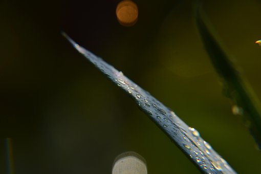 Free Drops Water photo and picture
