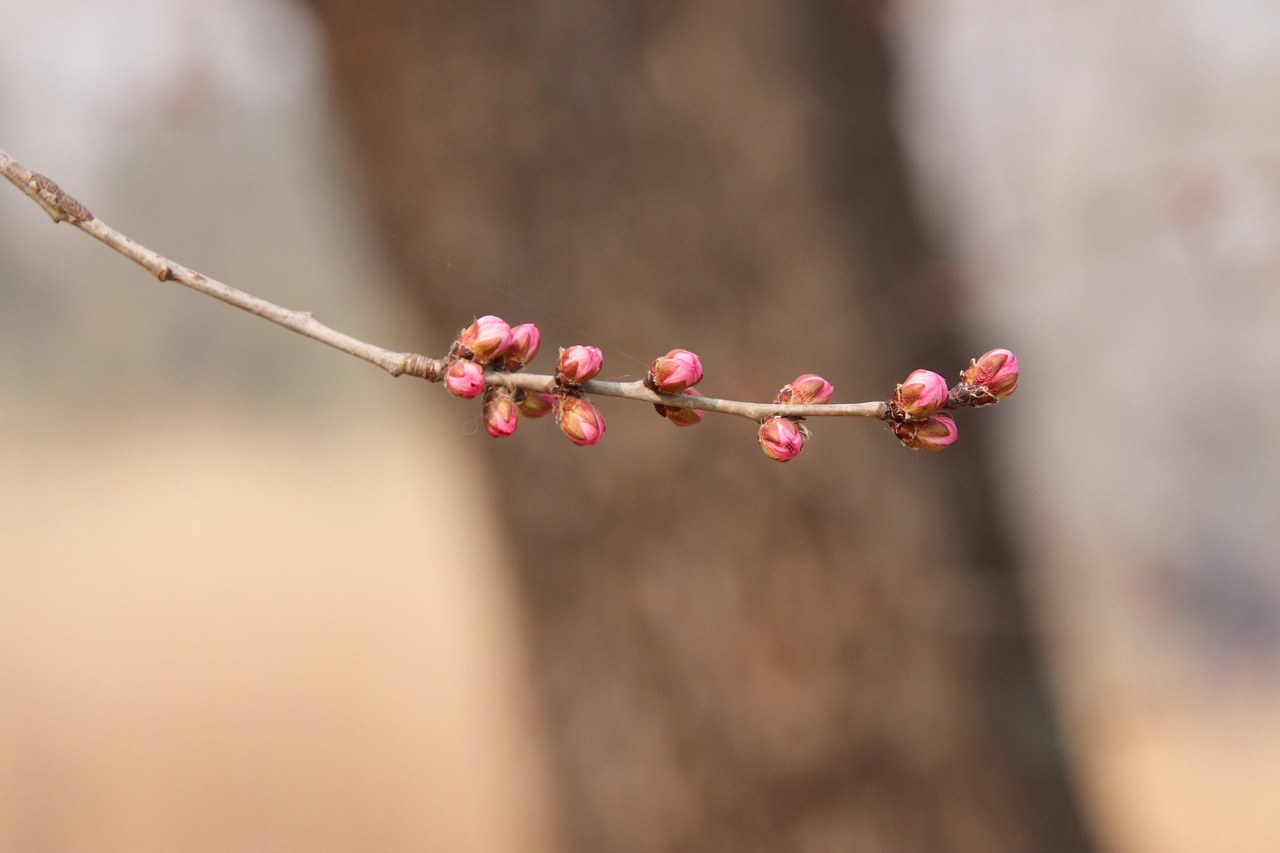 Peach Flower Buds Branch Free photo on Pixabay Pixabay