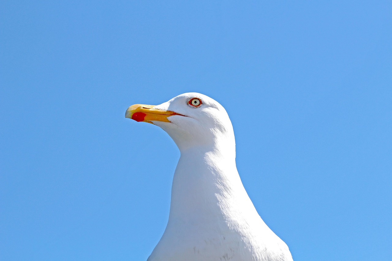 Seagull head sky free photo on pixabay pixabay