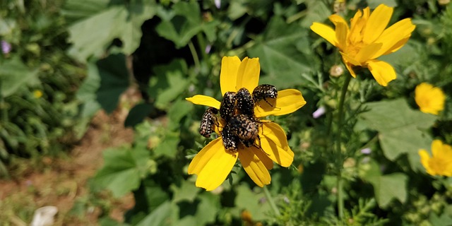 Free Spring Bugs photo and picture