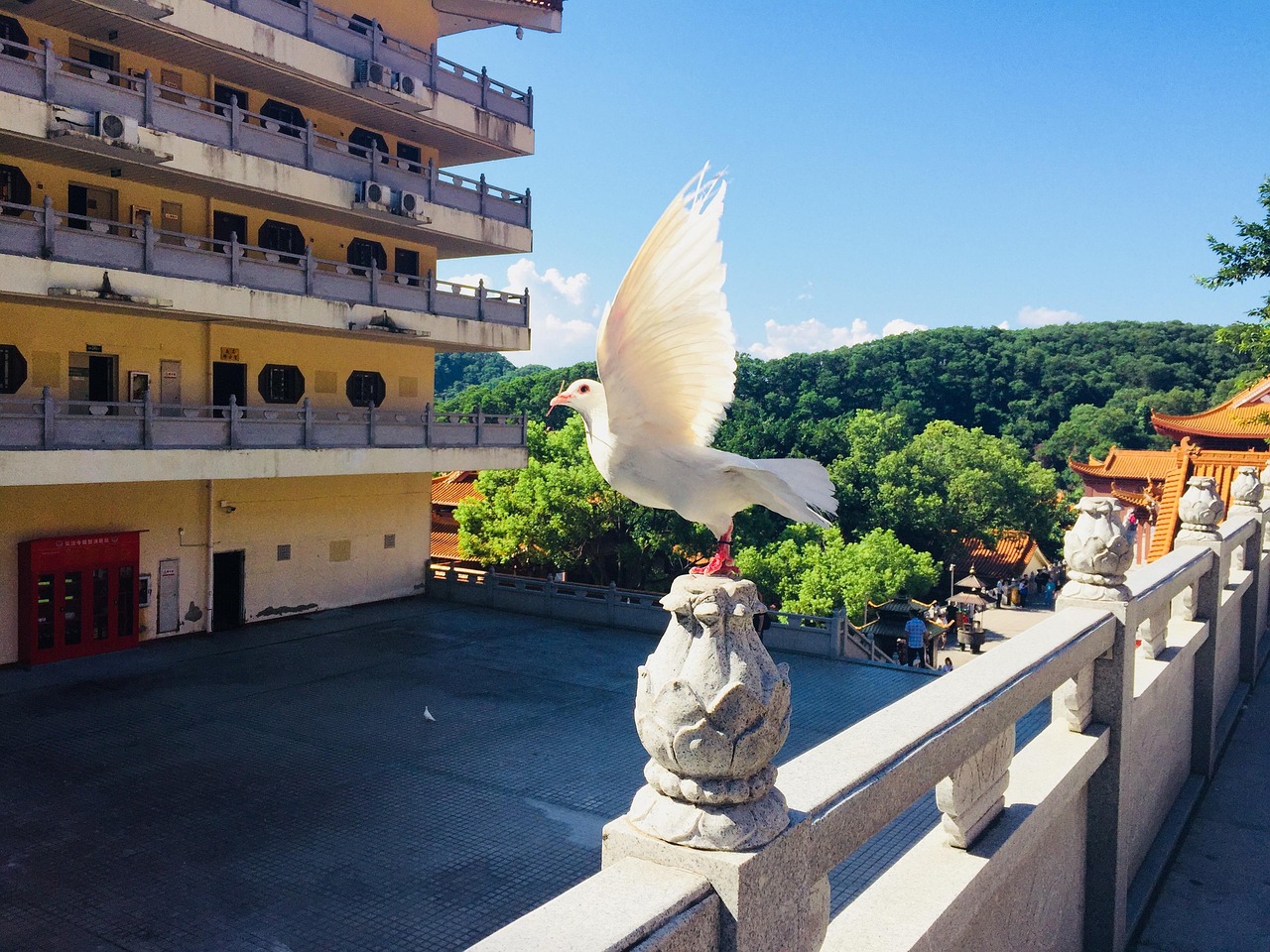 Bird 鸟 - Pixabay上的免费照片 - Pixabay