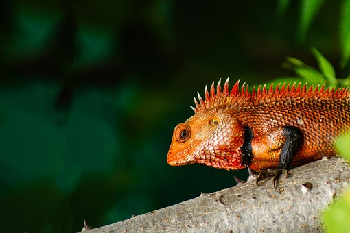 Free Chameleon Animal photo and picture