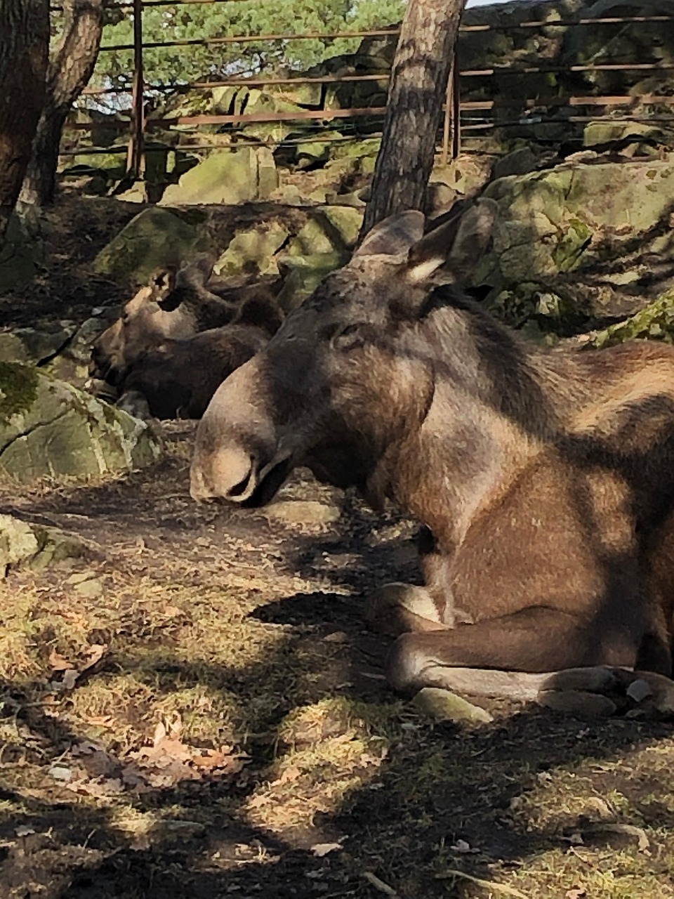 King Moose Free photo on Pixabay Pixabay