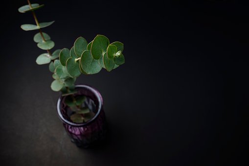 Baggrund, Eukalyptus, Design, Kande