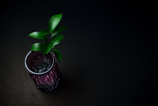 Plante, Vase, Stilleben, Seje Baggrunde