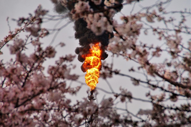 Free Cherry Blossoms Flame photo and picture