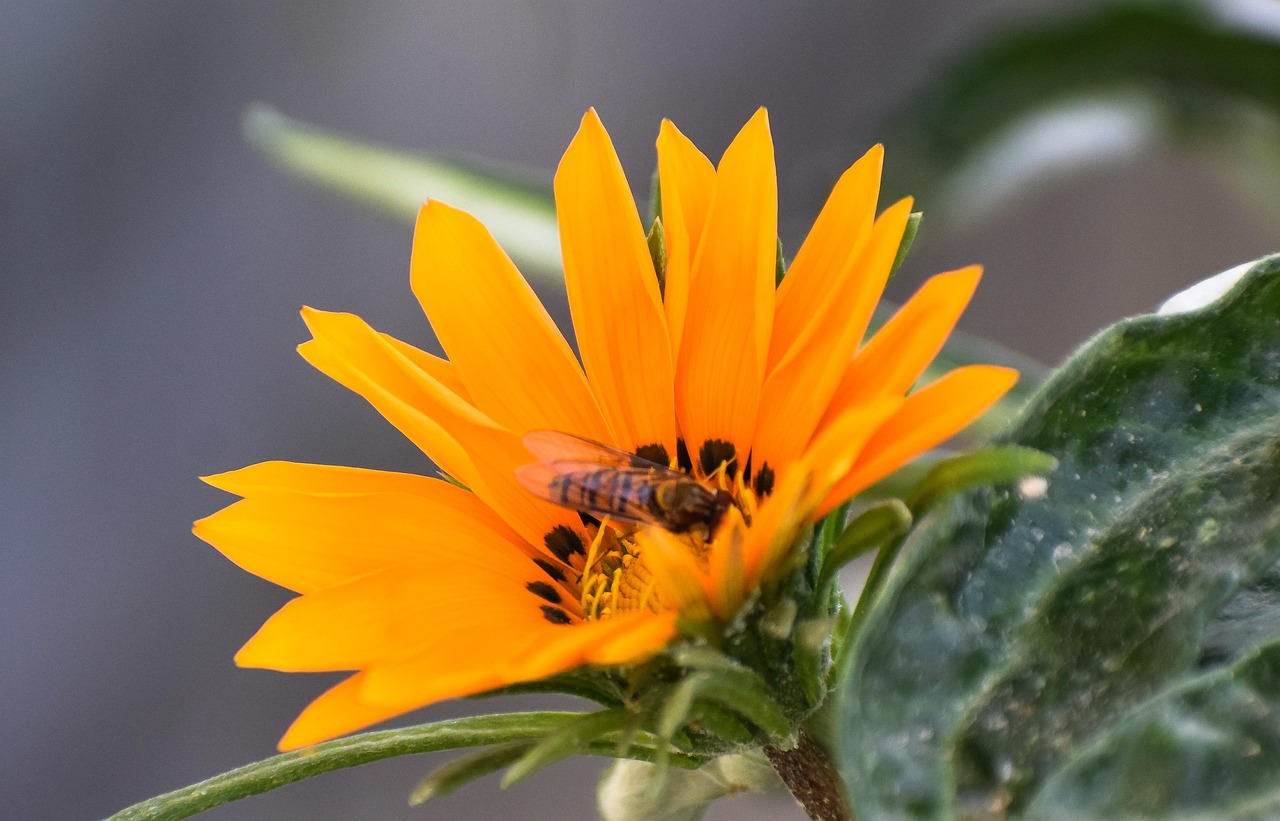Sunflower Flower Bee - Free photo on Pixabay - Pixabay